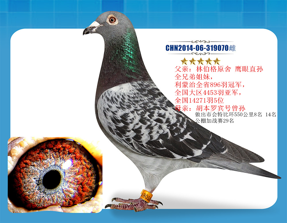 信鸽拍卖首页 拍卖专题 >> 查看拍卖商品   林伯格 鹰眼070