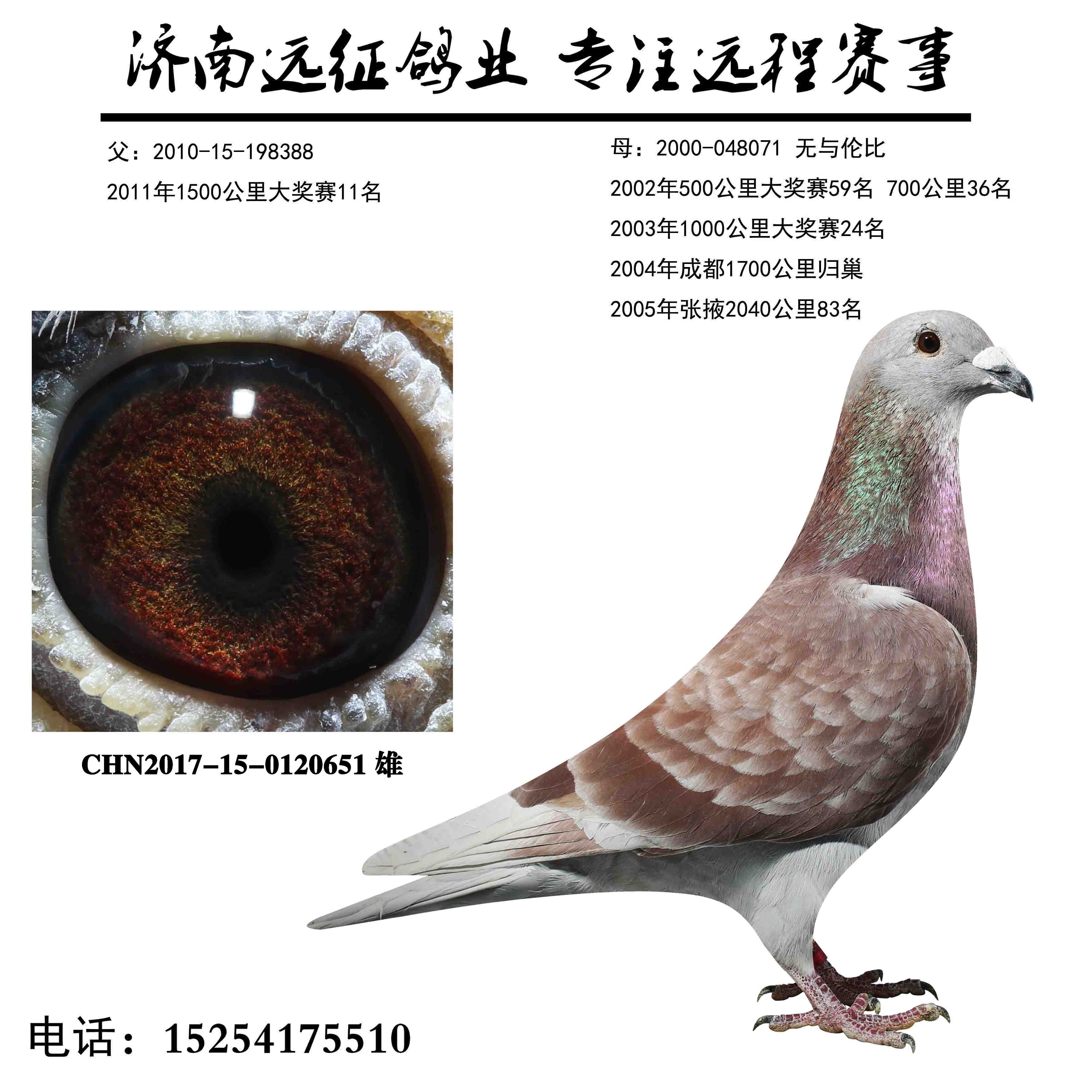 黑目西翁 保证金级 拍卖