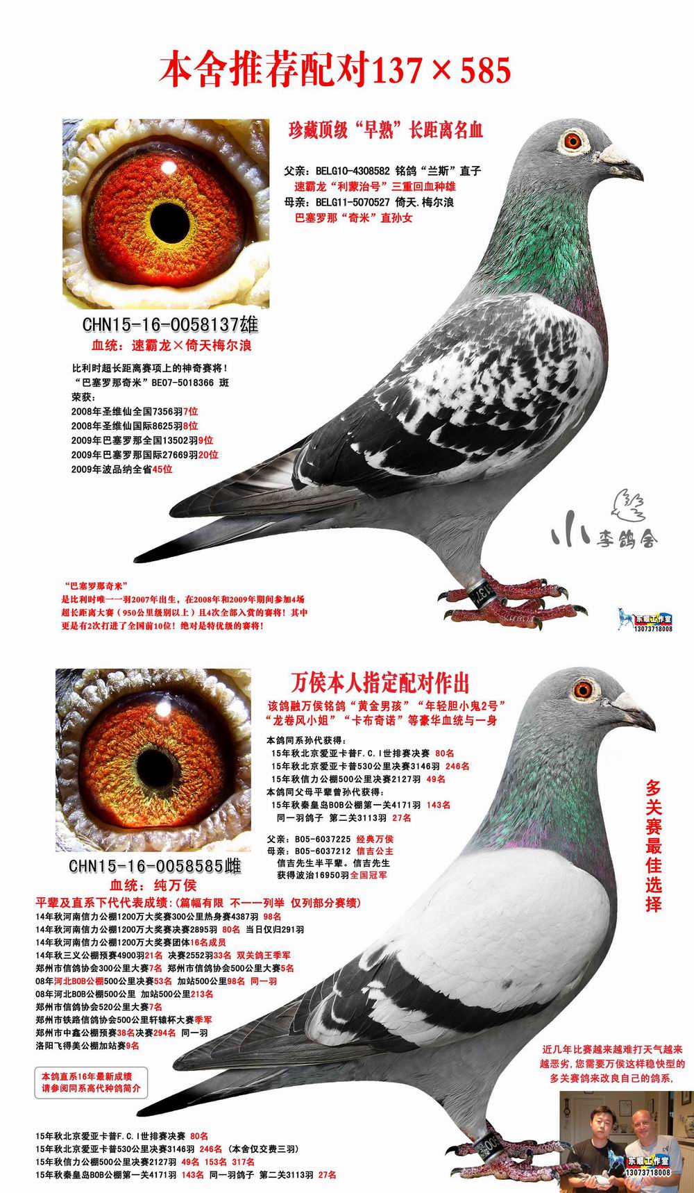 小李鸽舍雷霆家族 - 中信网铭鸽展厅