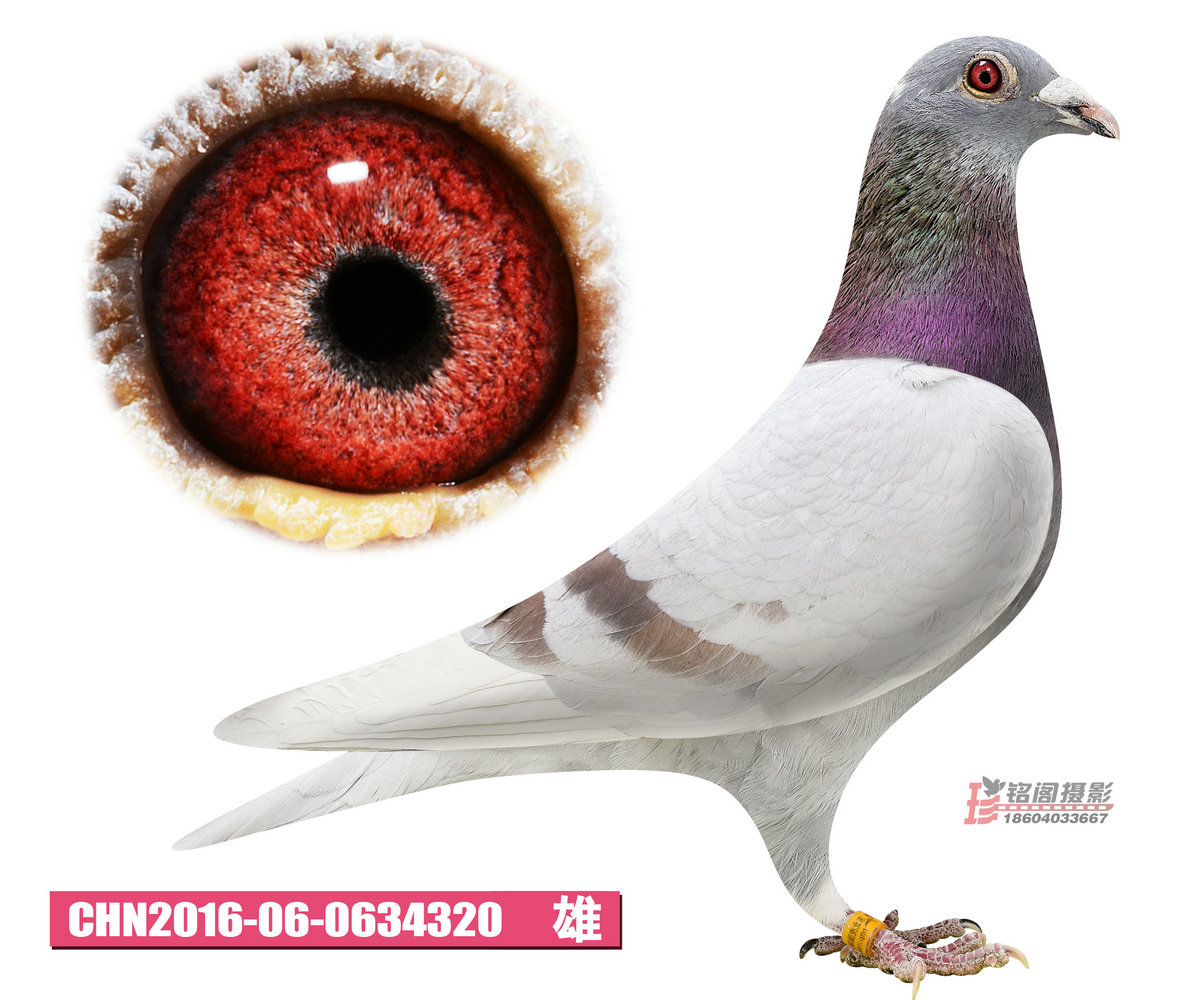 >> 查看拍卖商品