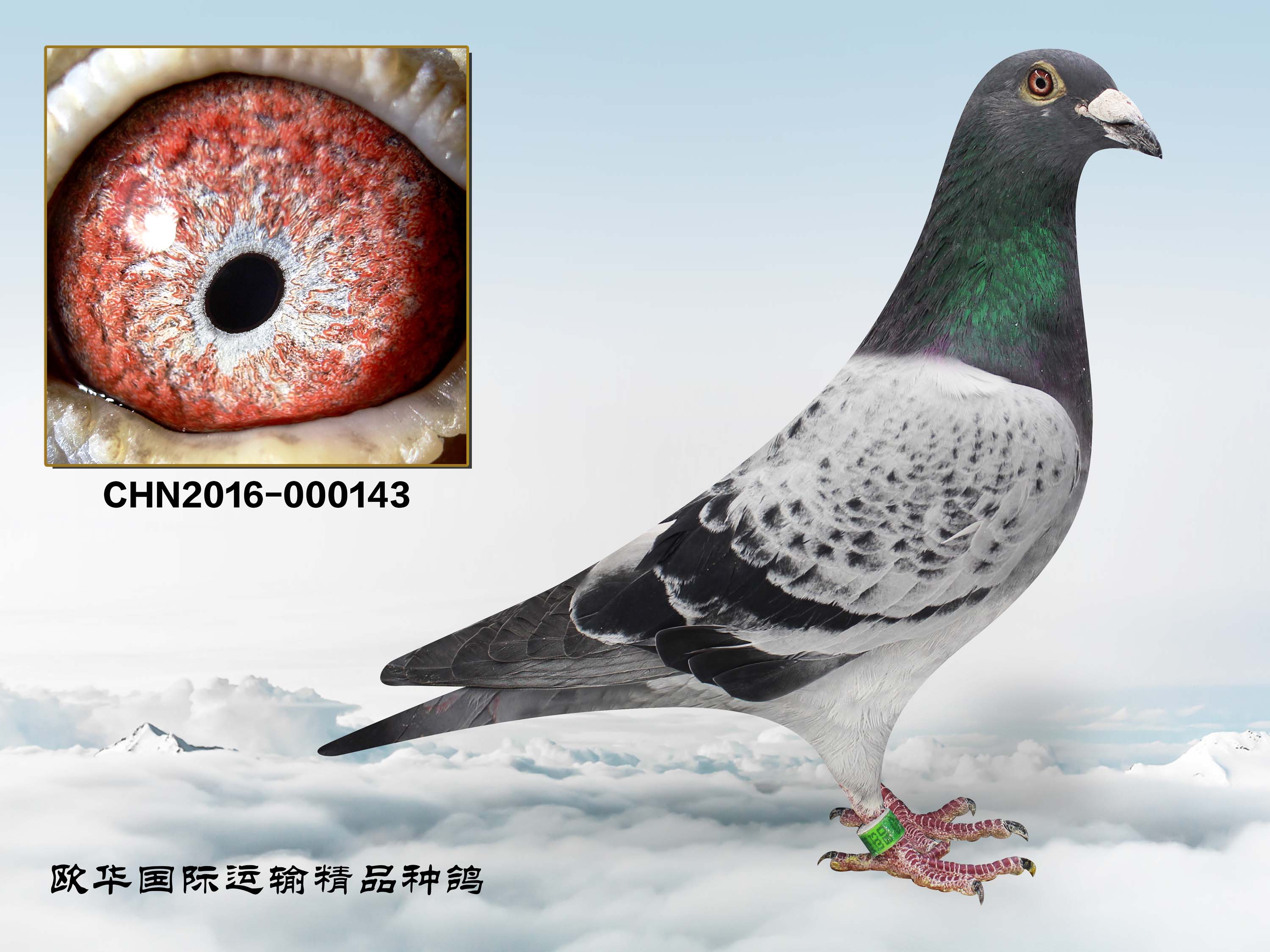 信鸽在线拍卖平台 - 中国信鸽信息网