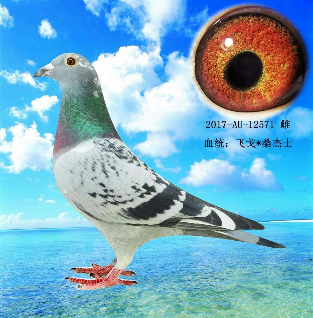 信鸽在线拍卖平台 - 中国信鸽信息网