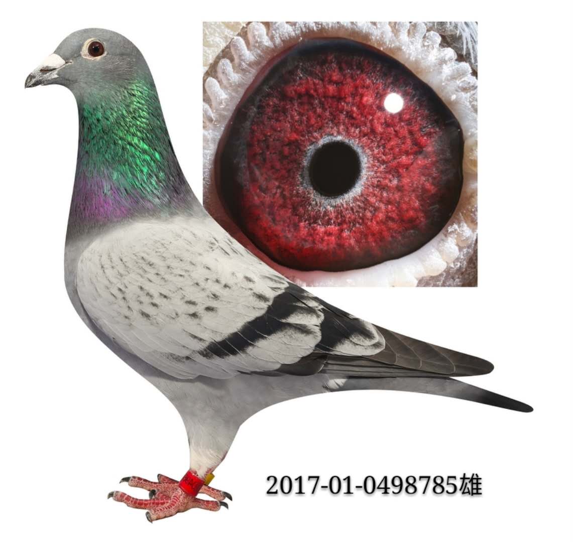 干纳斯 保证金级 拍卖