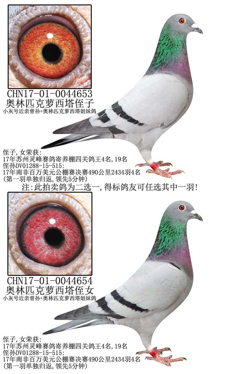 >> 查看拍卖商品