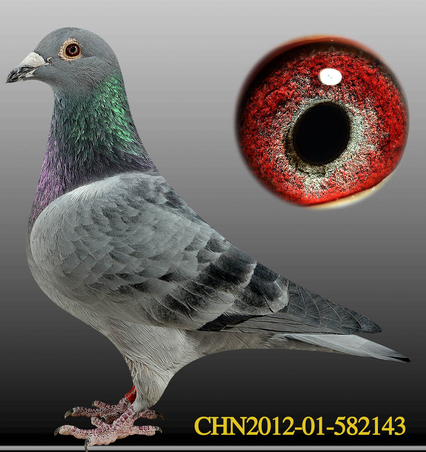 信鸽在线拍卖平台 - 中国信鸽信息网