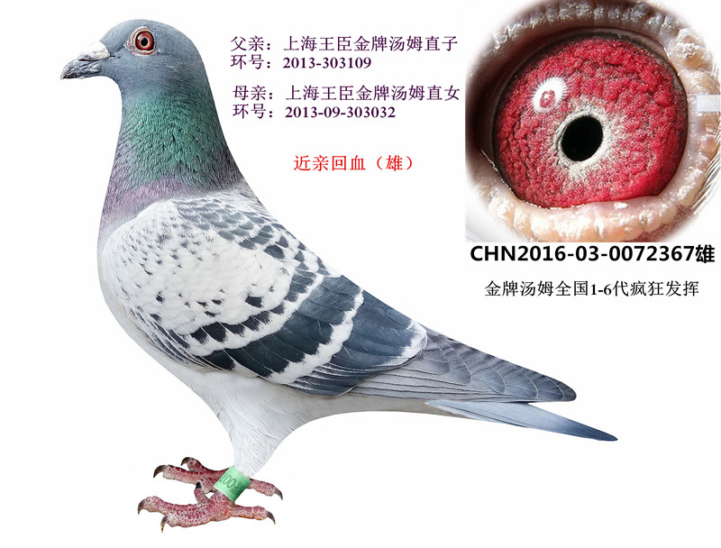 王臣金牌汤姆桑杰士近亲回血雄 保证金级 拍卖