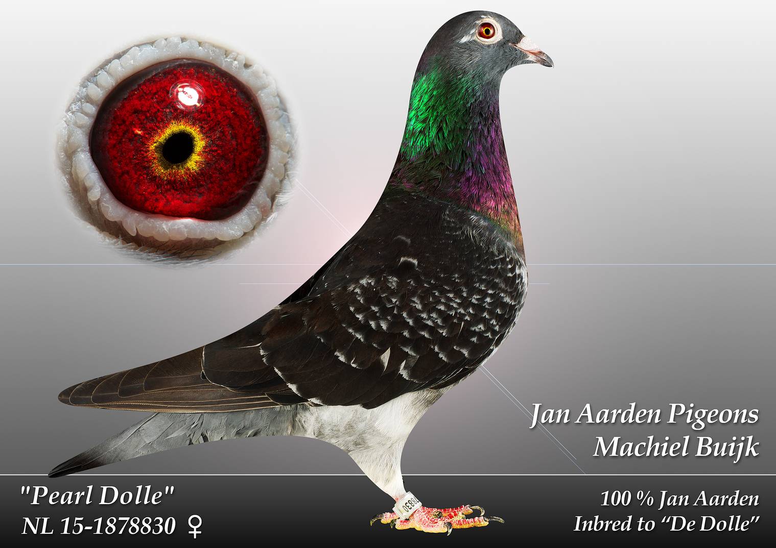 信鸽拍卖首页 拍卖专题 >> 查看拍卖商品 运输及特别提示 特别提示