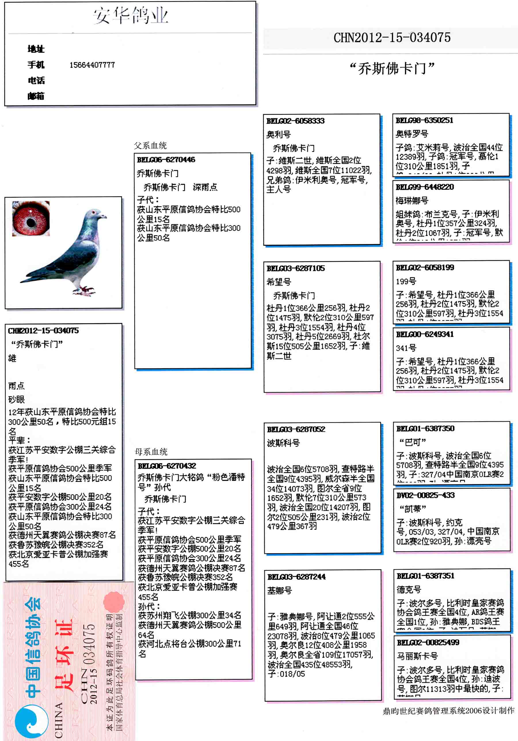 安华鸽业种鸽图片图片