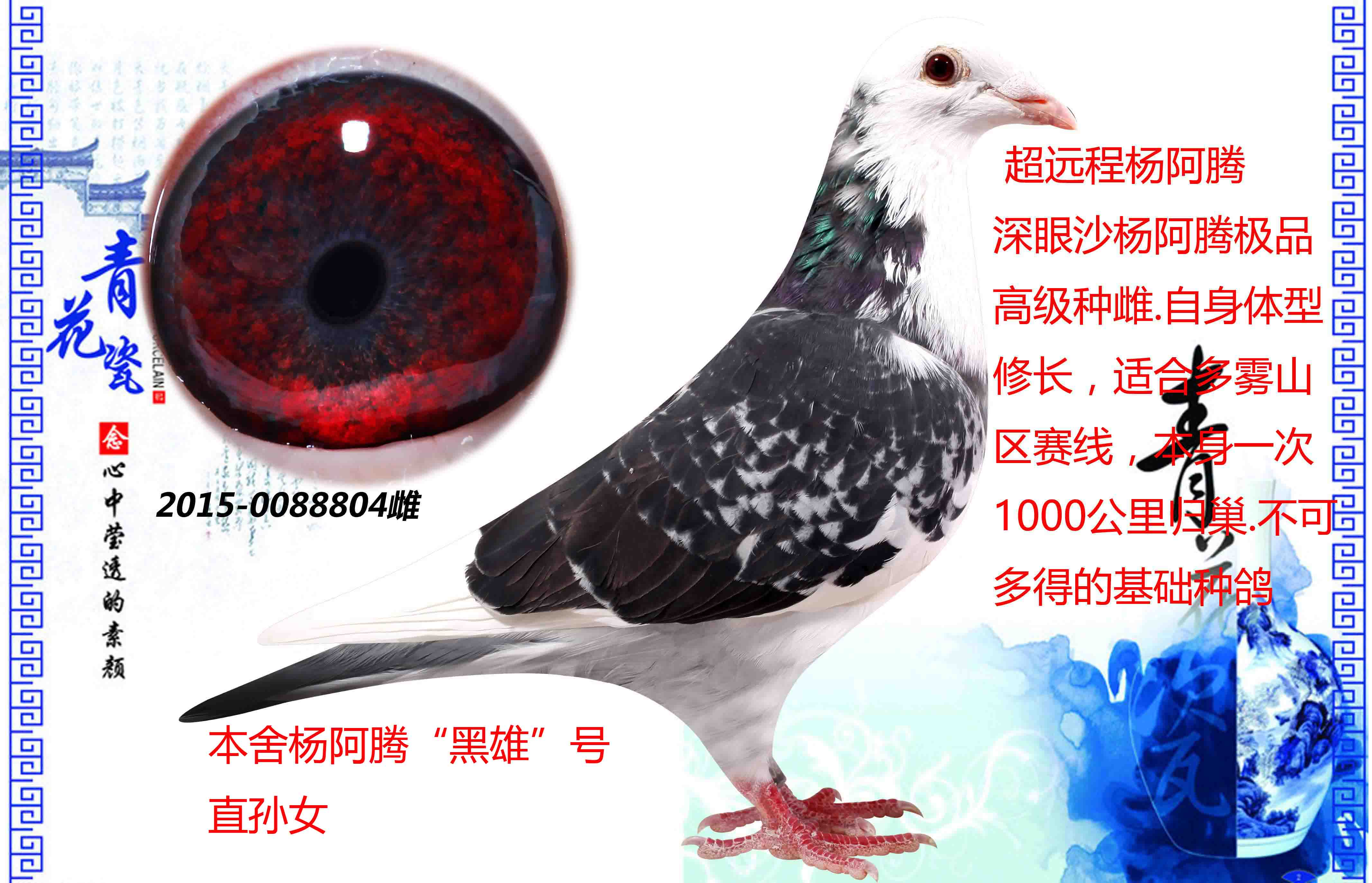 信鸽在线拍卖平台 - 中国信鸽信息网