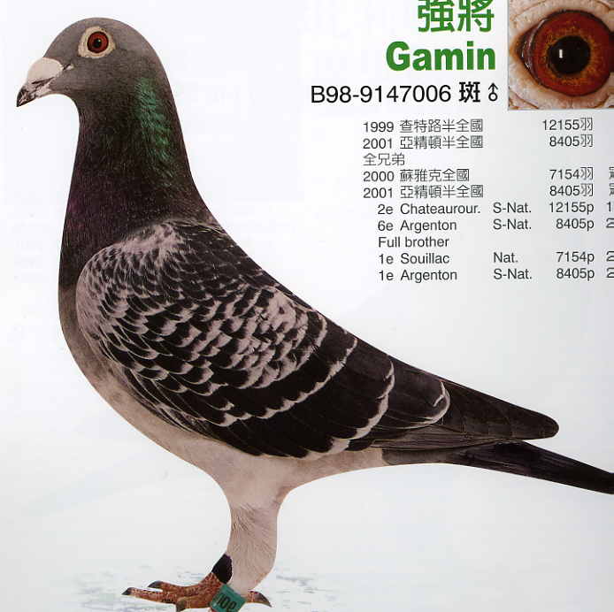 信鸽在线拍卖平台 - 中国信鸽信息网