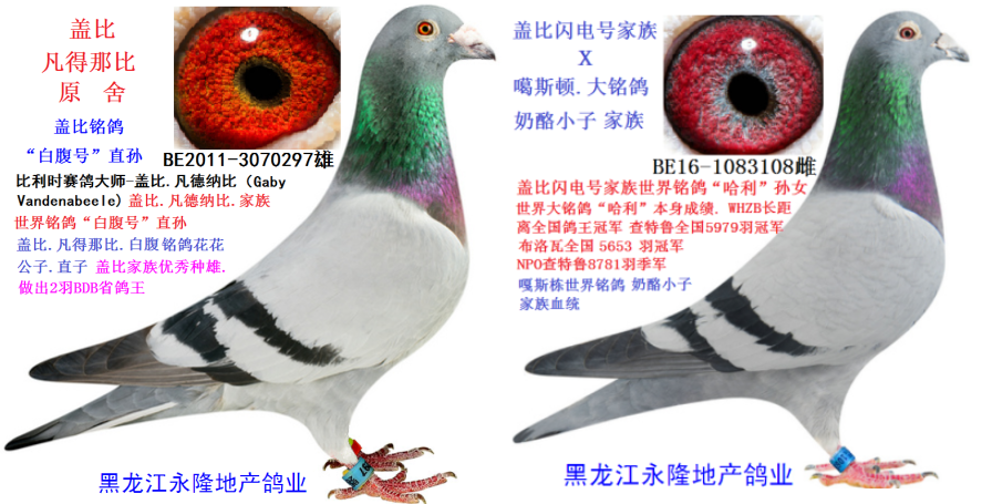 黑龙江永隆地产鸽业在线拍鸽