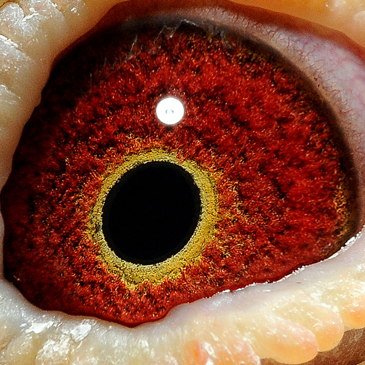 >> 查看拍卖商品