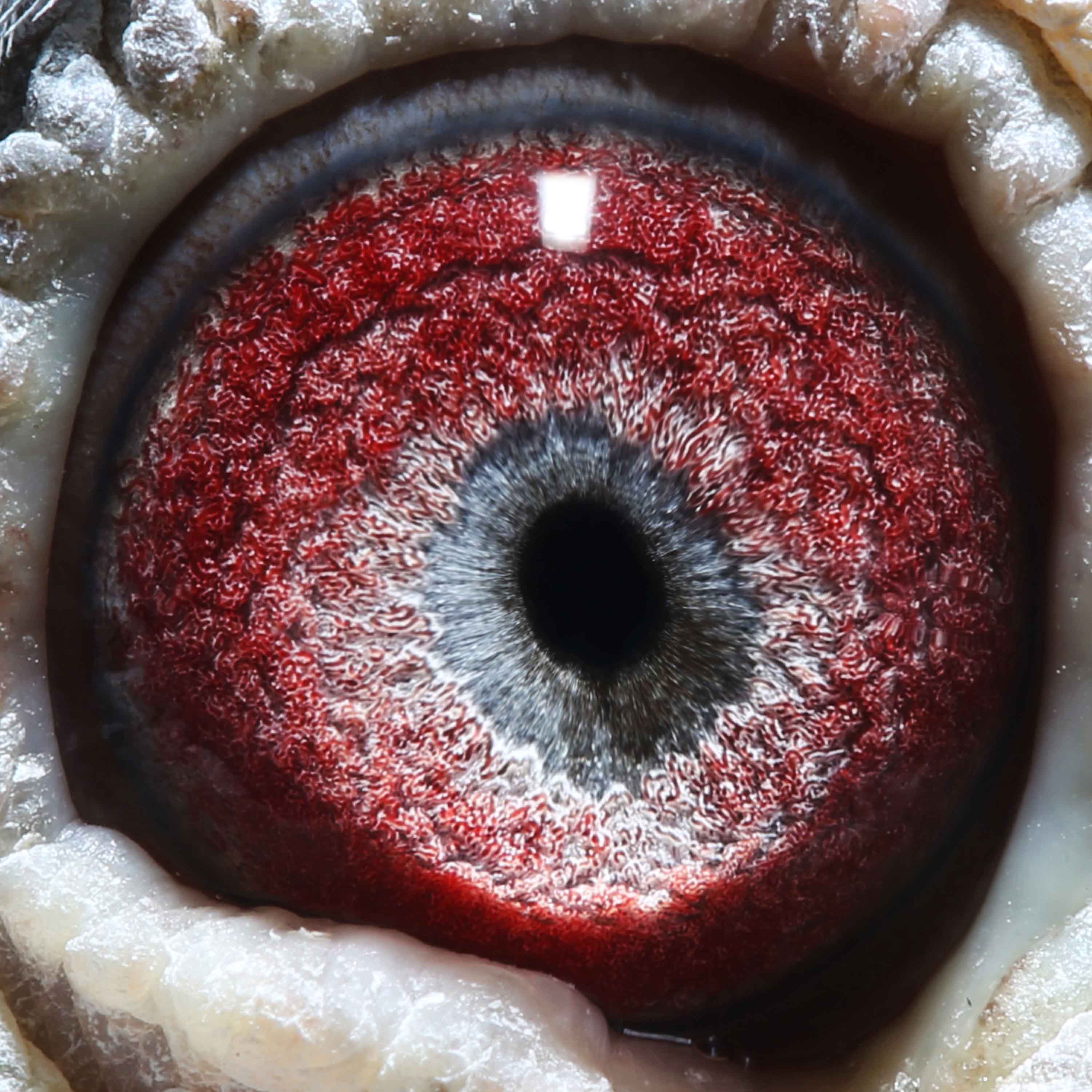 信鸽在线拍卖平台 - 中国信鸽信息网