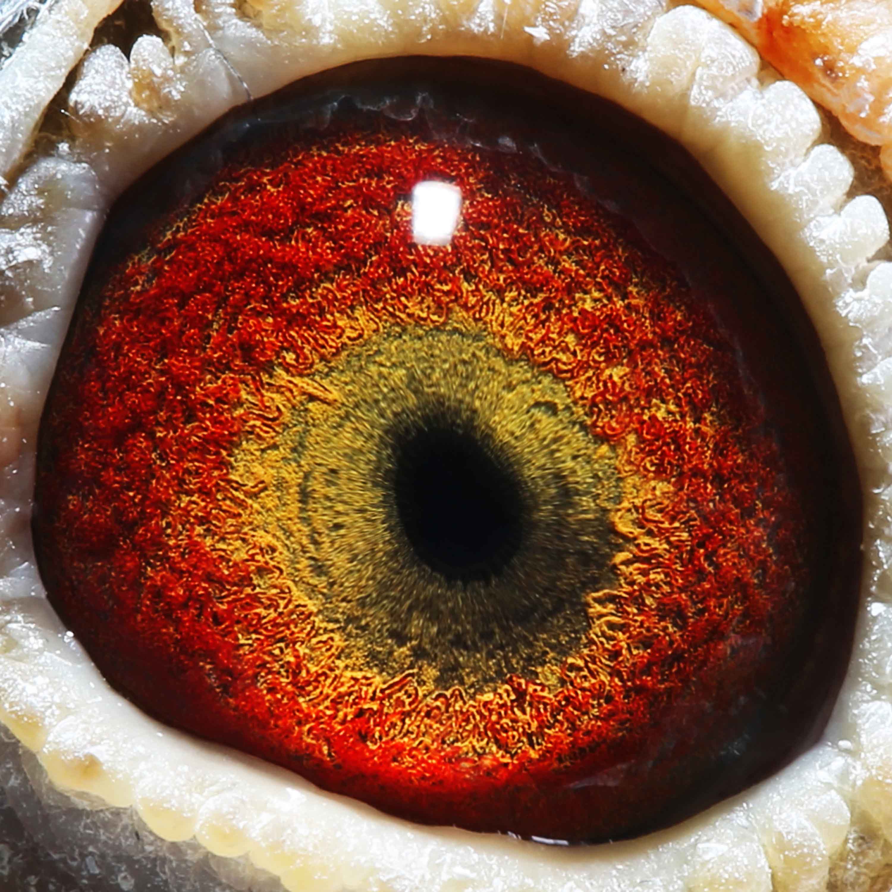 军鸽直子 保证金级 拍卖