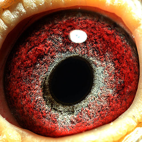 信鸽在线拍卖平台 - 中国信鸽信息网