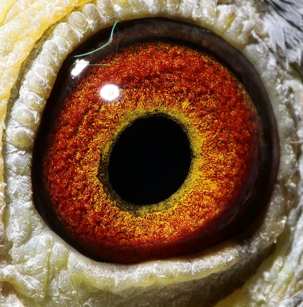 信鸽在线拍卖平台 - 中国信鸽信息网