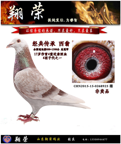 信鸽在线拍卖平台 - 中国信鸽信息网