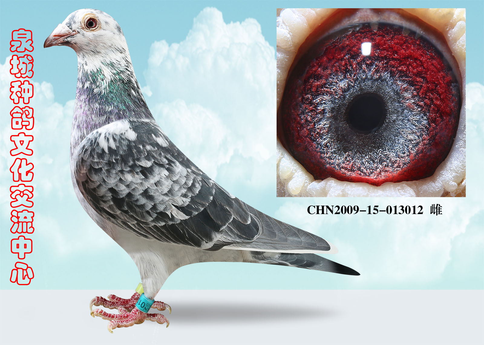 信鸽在线拍卖平台 - 中国信鸽信息网