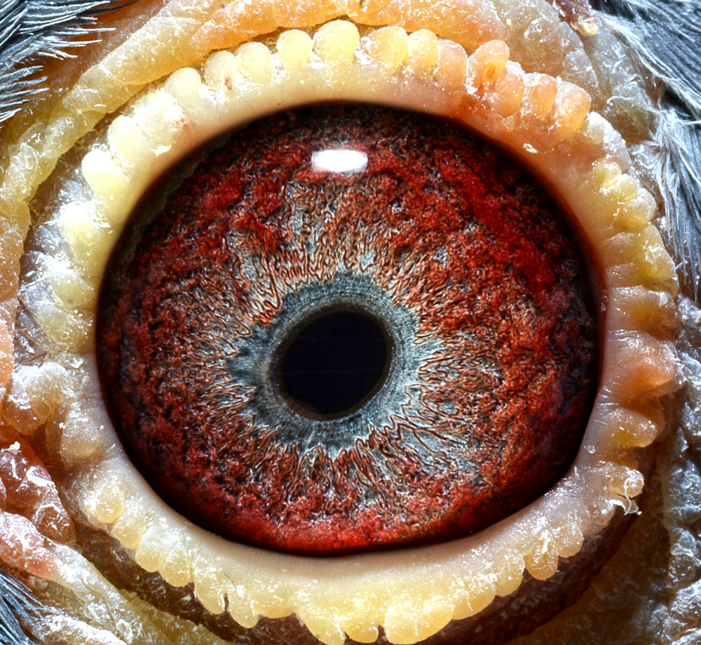 >> 查看拍卖商品