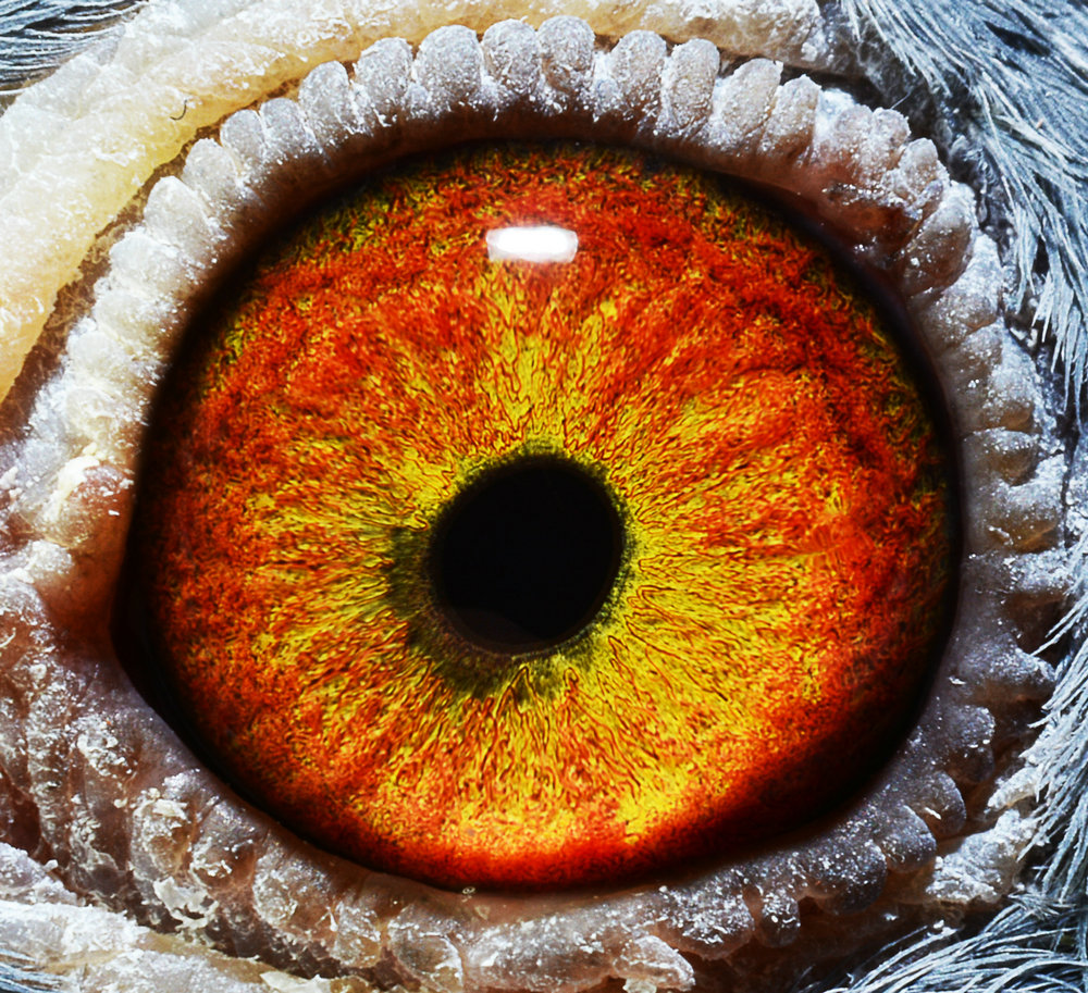 >> 查看拍卖商品