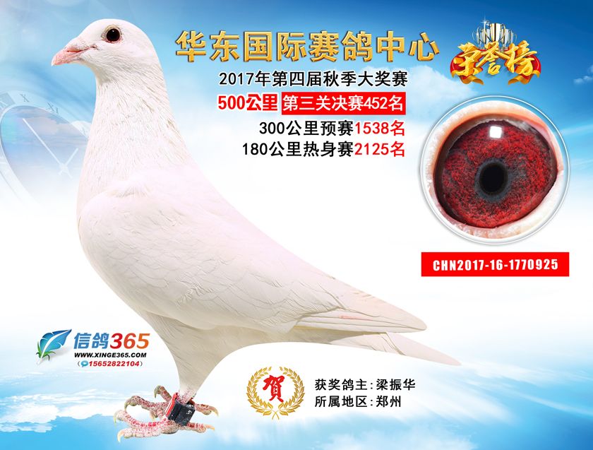 信鸽在线拍卖平台 - 中国信鸽信息网