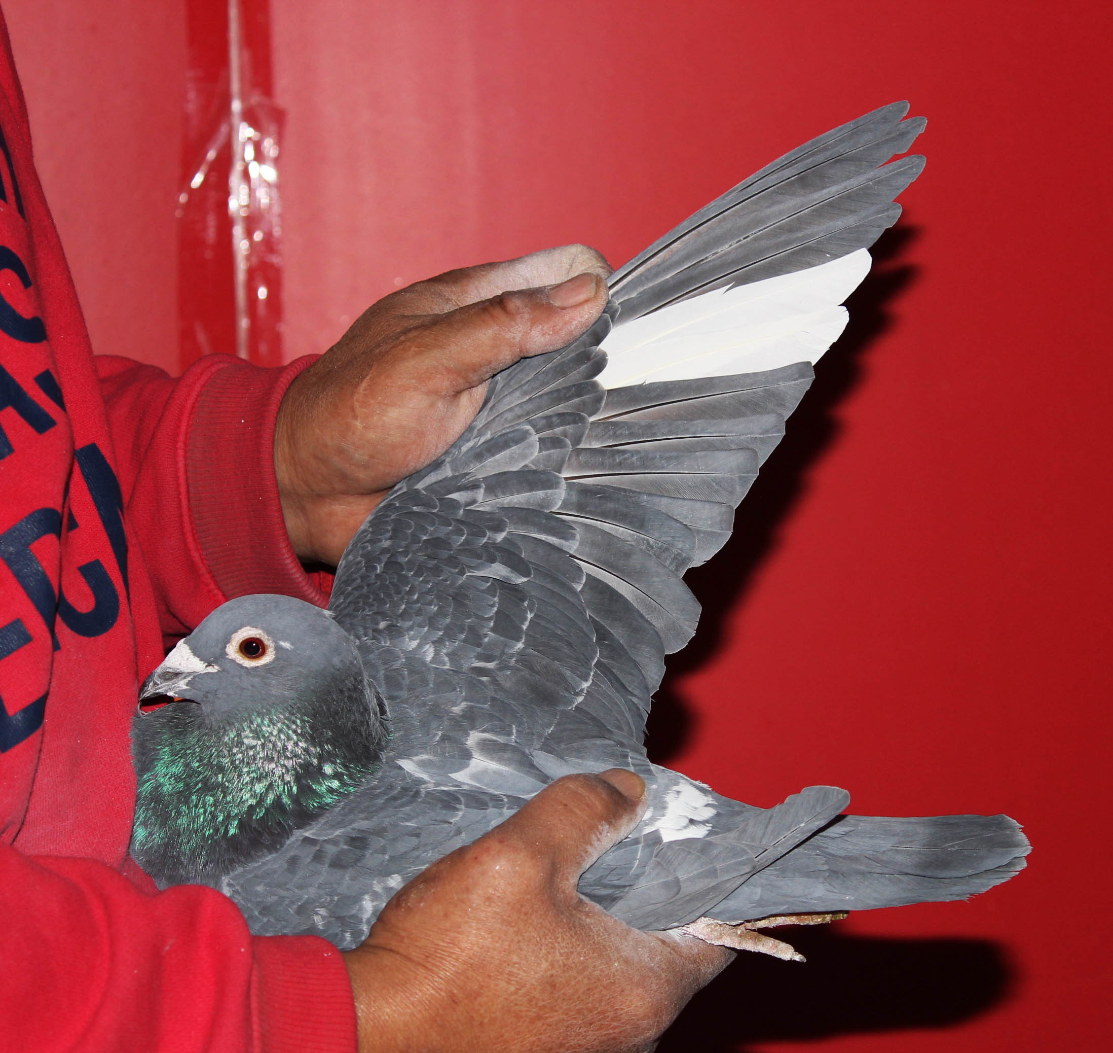 艾力克林伯格顶级种雄 保证金级 拍卖