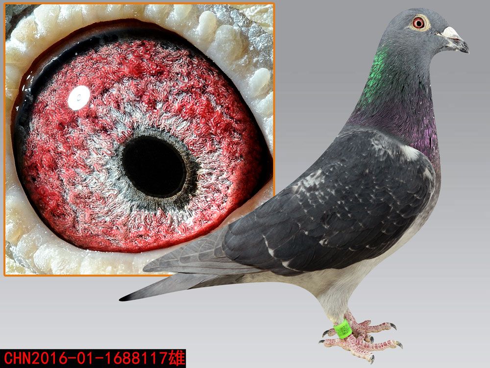 乔司佛卡门多例潘特 保证金级 拍卖