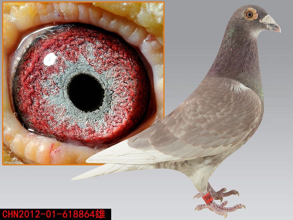 詹森红狐年轻红狐 保证金级 拍卖