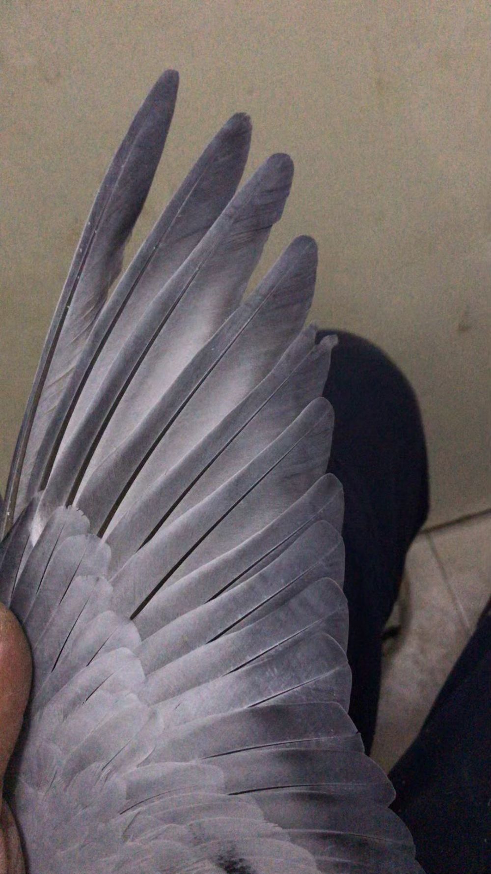 信鸽在线拍卖平台 - 中国信鸽信息网