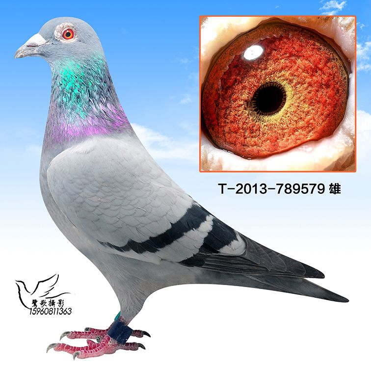 >> 查看拍卖商品