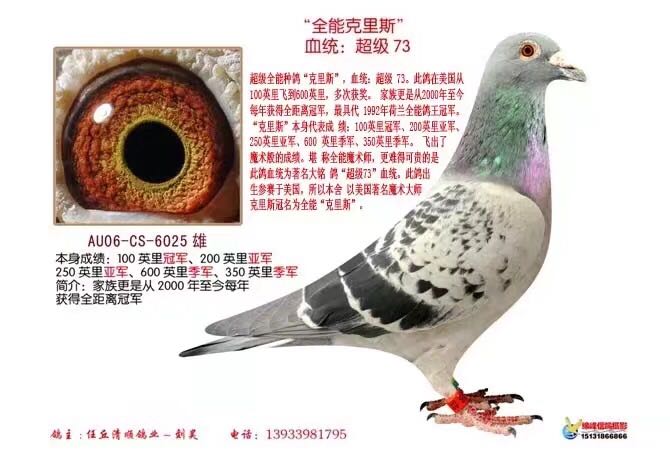 信鸽在线拍卖平台 - 中国信鸽信息网