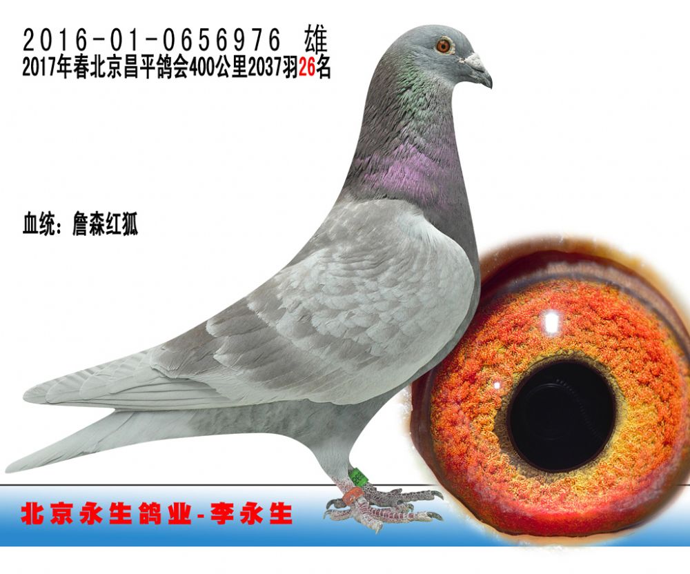 信鸽在线拍卖平台 - 中国信鸽信息网