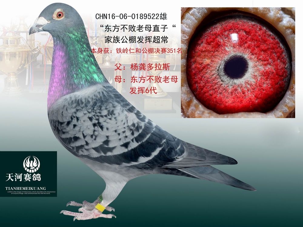天河煤矿 - 中信网铭鸽展厅 www.ag188.com