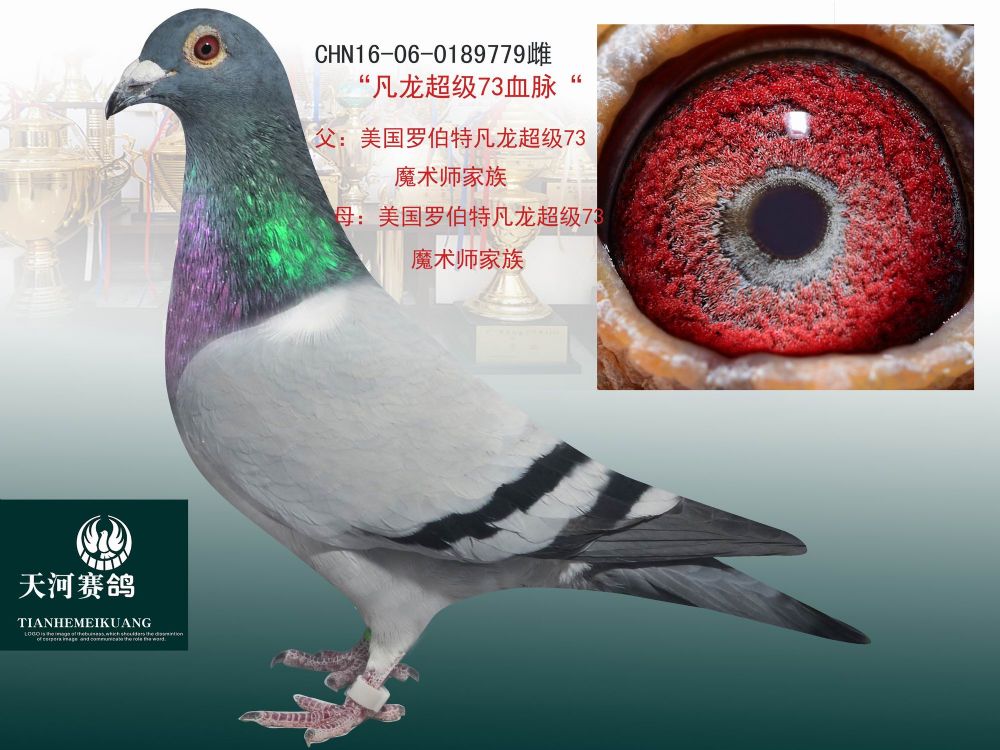 首 页  铭 鸽  新鸽上架  推荐铭鸽  定价鸽  信鸽拍卖 黄金配对