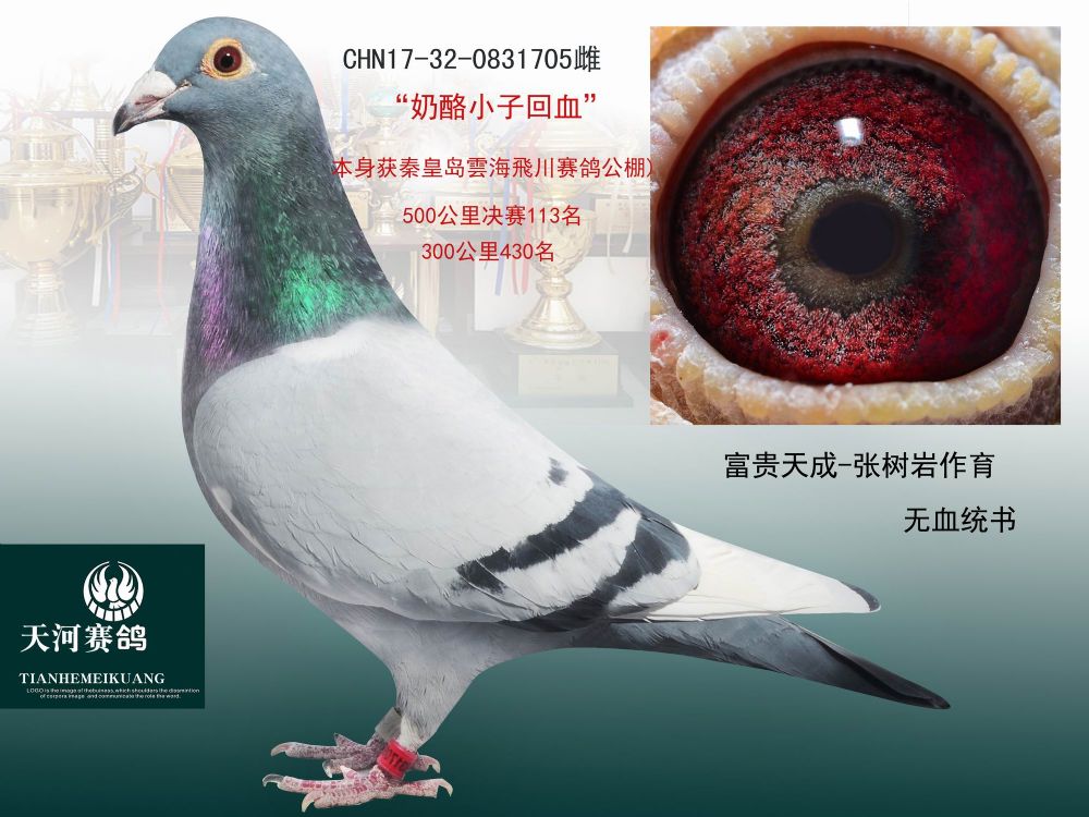 "奶酪小子回血" 保证金级 拍卖