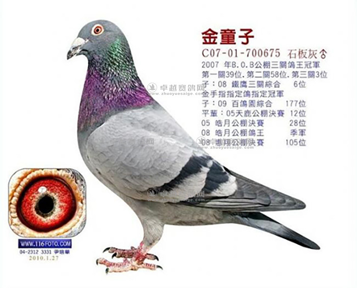 爱亚卡普大名鸽金童子直女 保证金级 拍卖