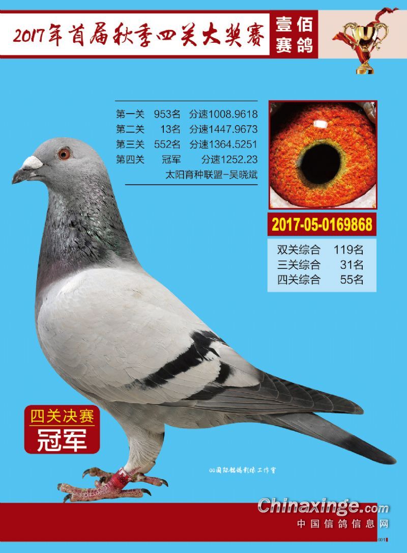 江苏省冠军赛鸽图片图片