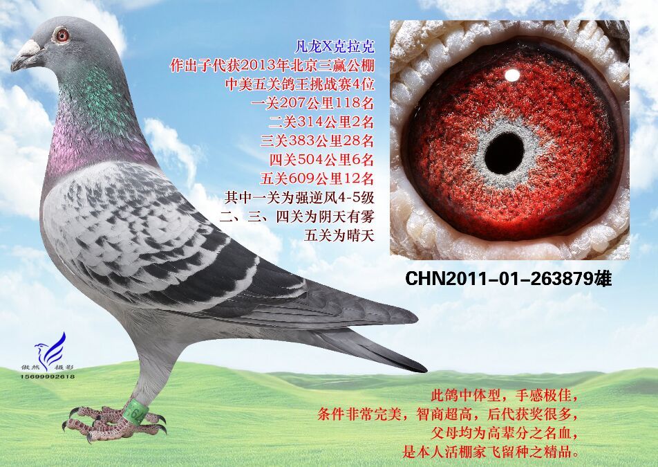 铭 鸽  新鸽上架  推荐铭鸽  定价鸽  信鸽拍卖 黄金配对   网上展 