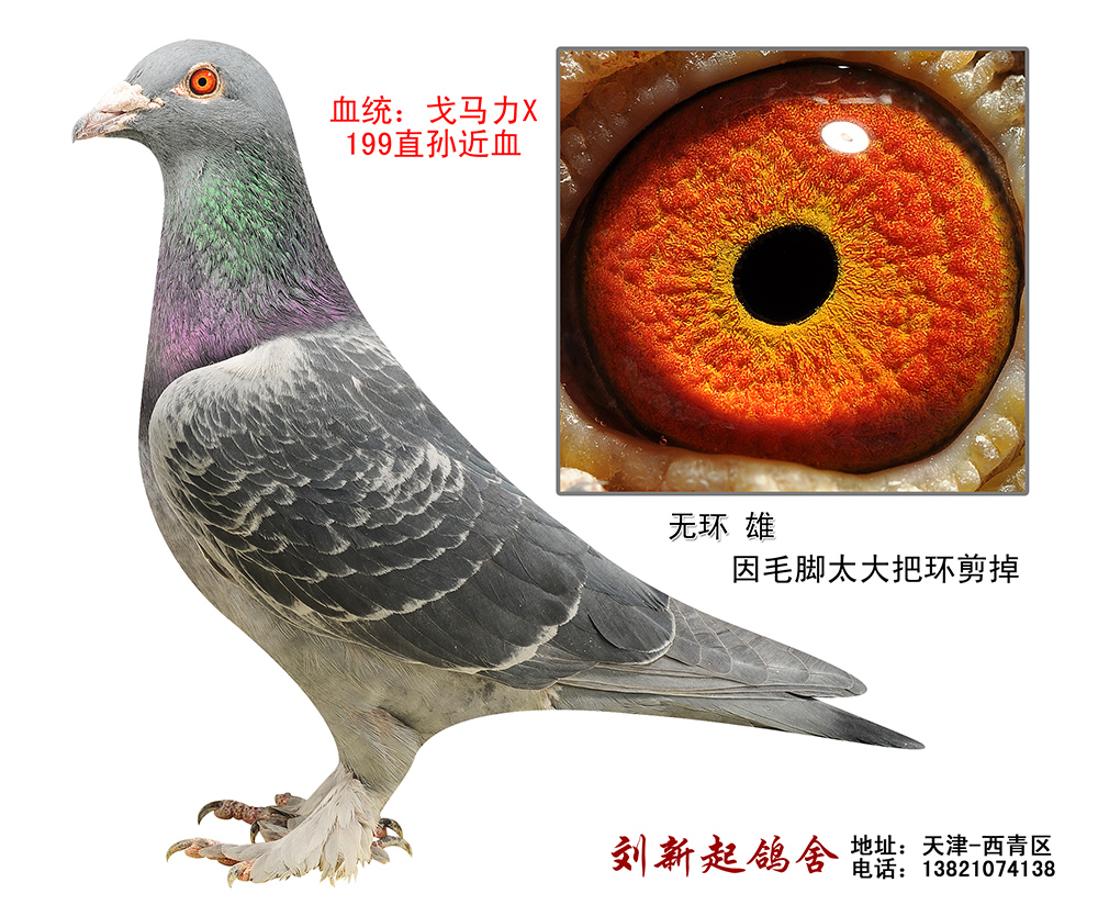 信鸽在线拍卖平台 - 中国信鸽信息网