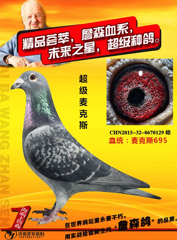 信鸽在线拍卖平台 - 中国信鸽信息网