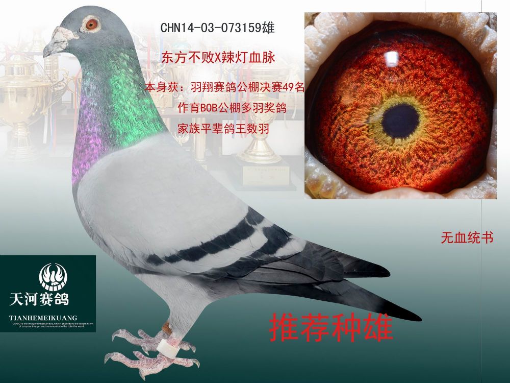 信鸽在线拍卖平台 - 中国信鸽信息网