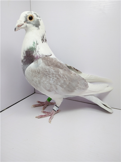 >> 查看拍卖商品