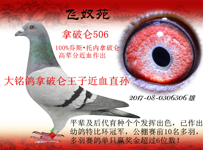 飞奴苑·乔斯托内极品