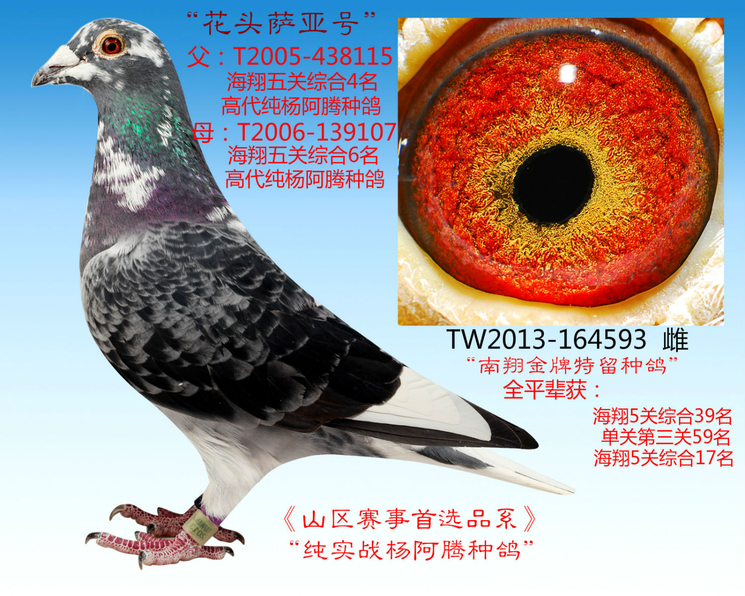 信鸽在线拍卖平台 - 中国信鸽信息网