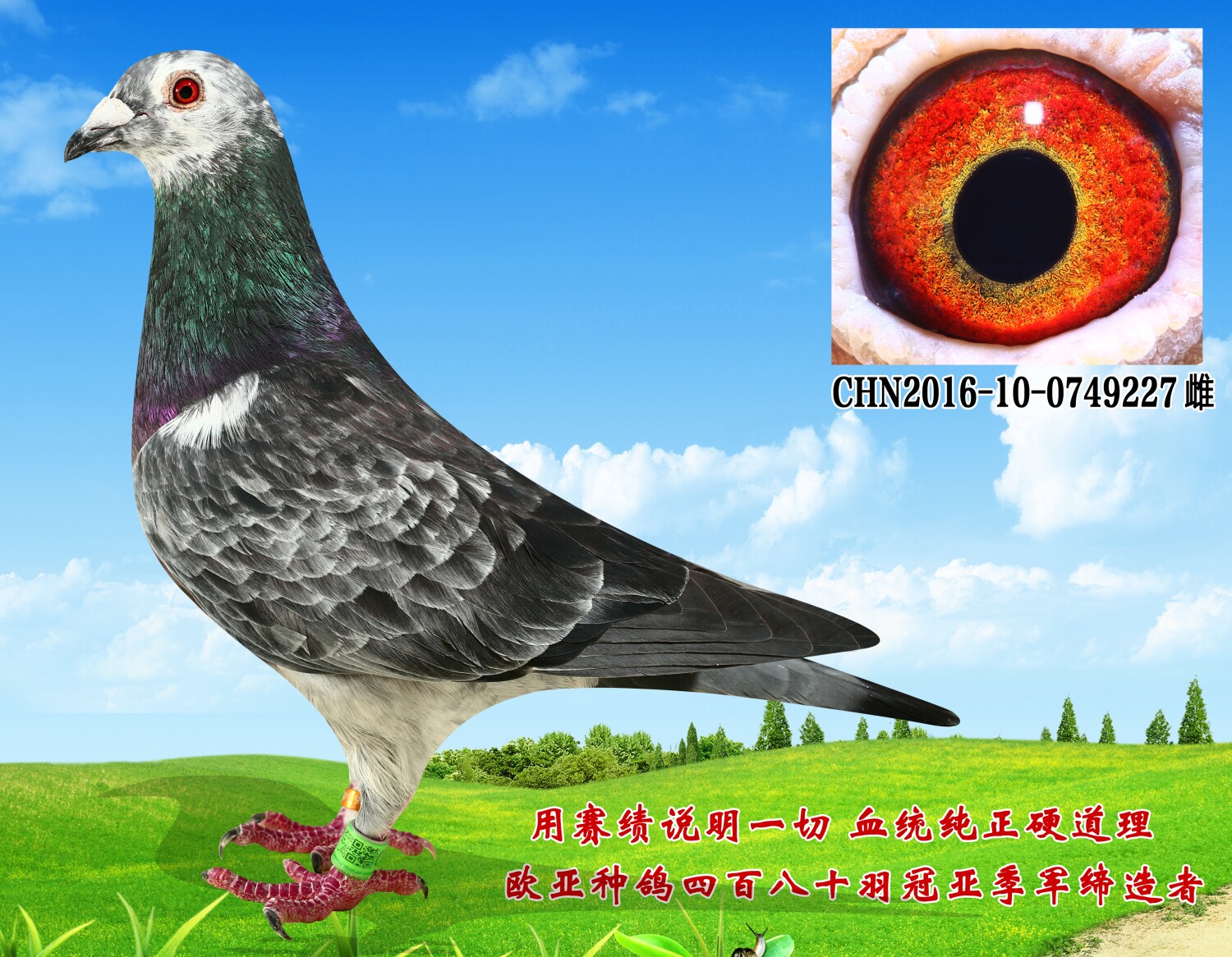 信鸽拍卖首页 拍卖专题 >> 查看拍卖商品 相关图片 目前尚无图片!