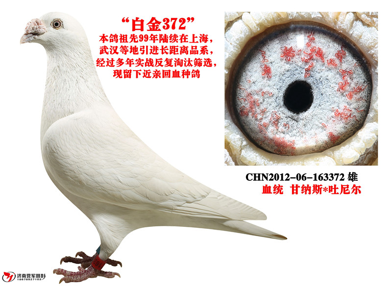 白色甘纳斯*吐尼尔 保证金级 拍卖