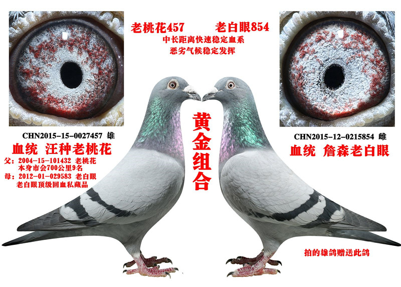 商品 首 页  铭 鸽  新鸽上架  推荐铭鸽  定价鸽  信鸽拍卖 黄金配对