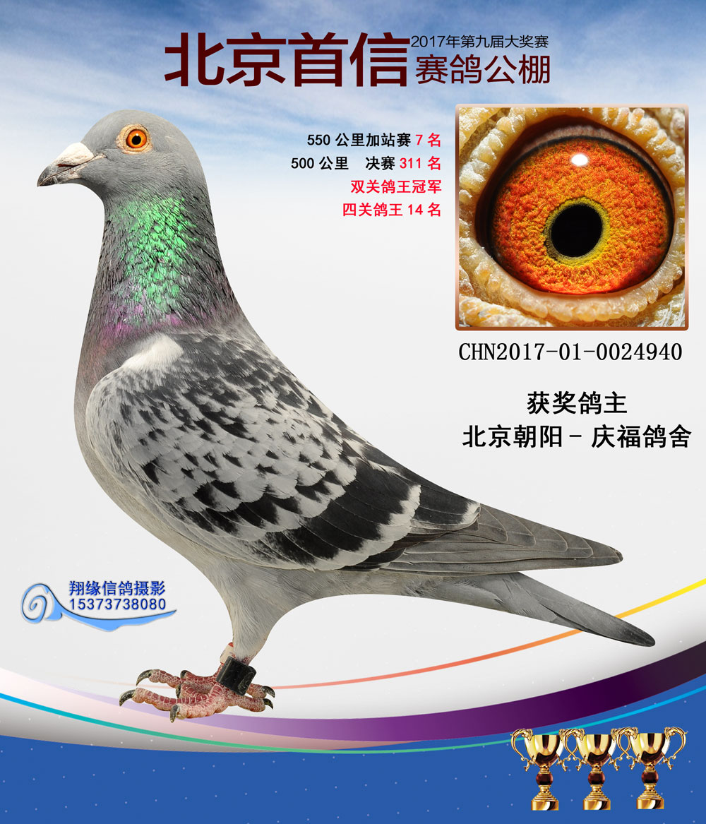 信鸽在线拍卖平台 - 中国信鸽信息网