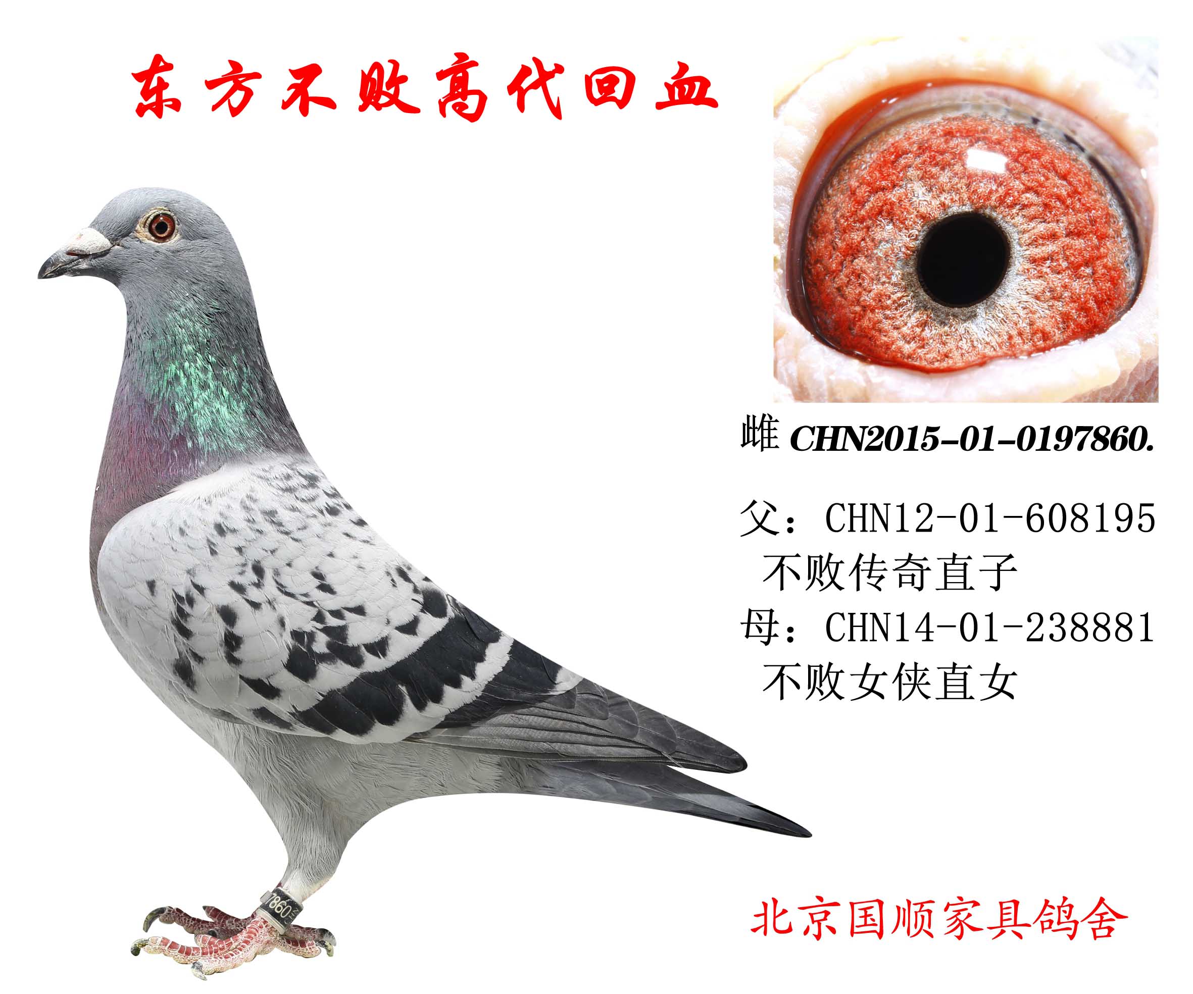 信鸽在线拍卖平台 - 中国信鸽信息网