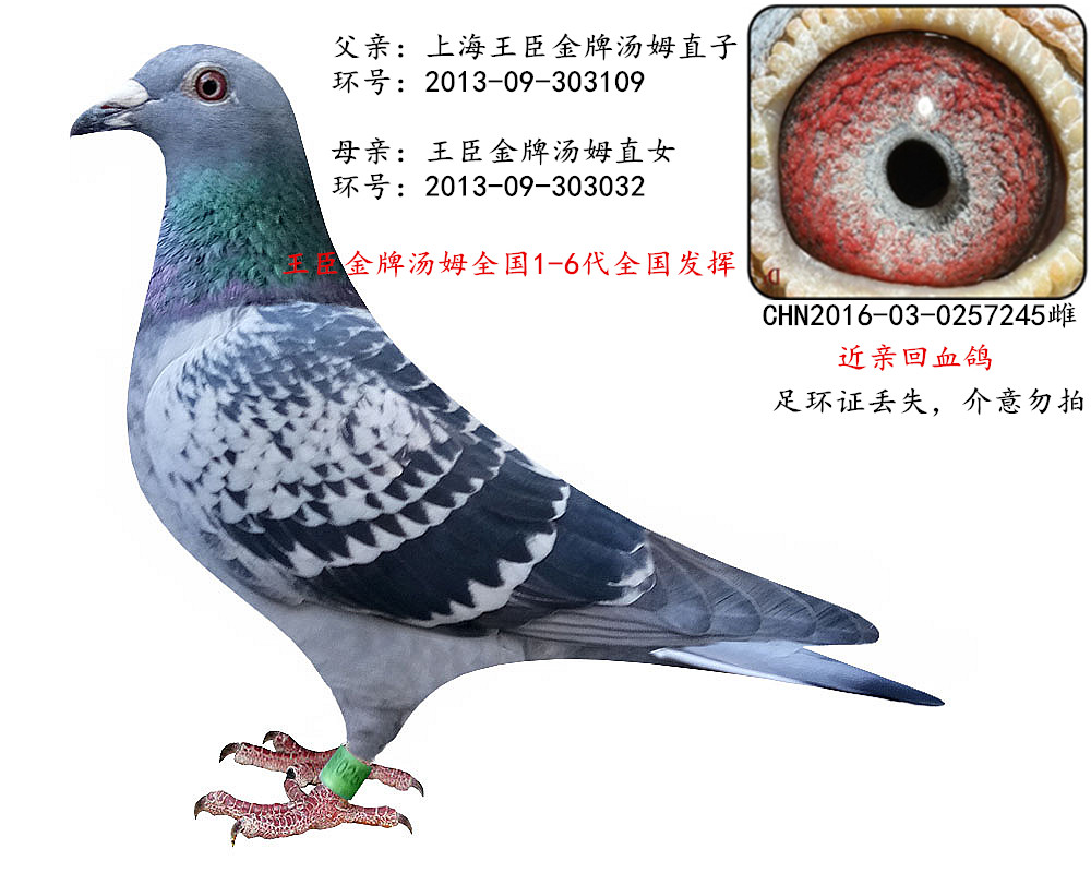 王臣金牌汤姆近亲回血雌 保证金级 拍卖